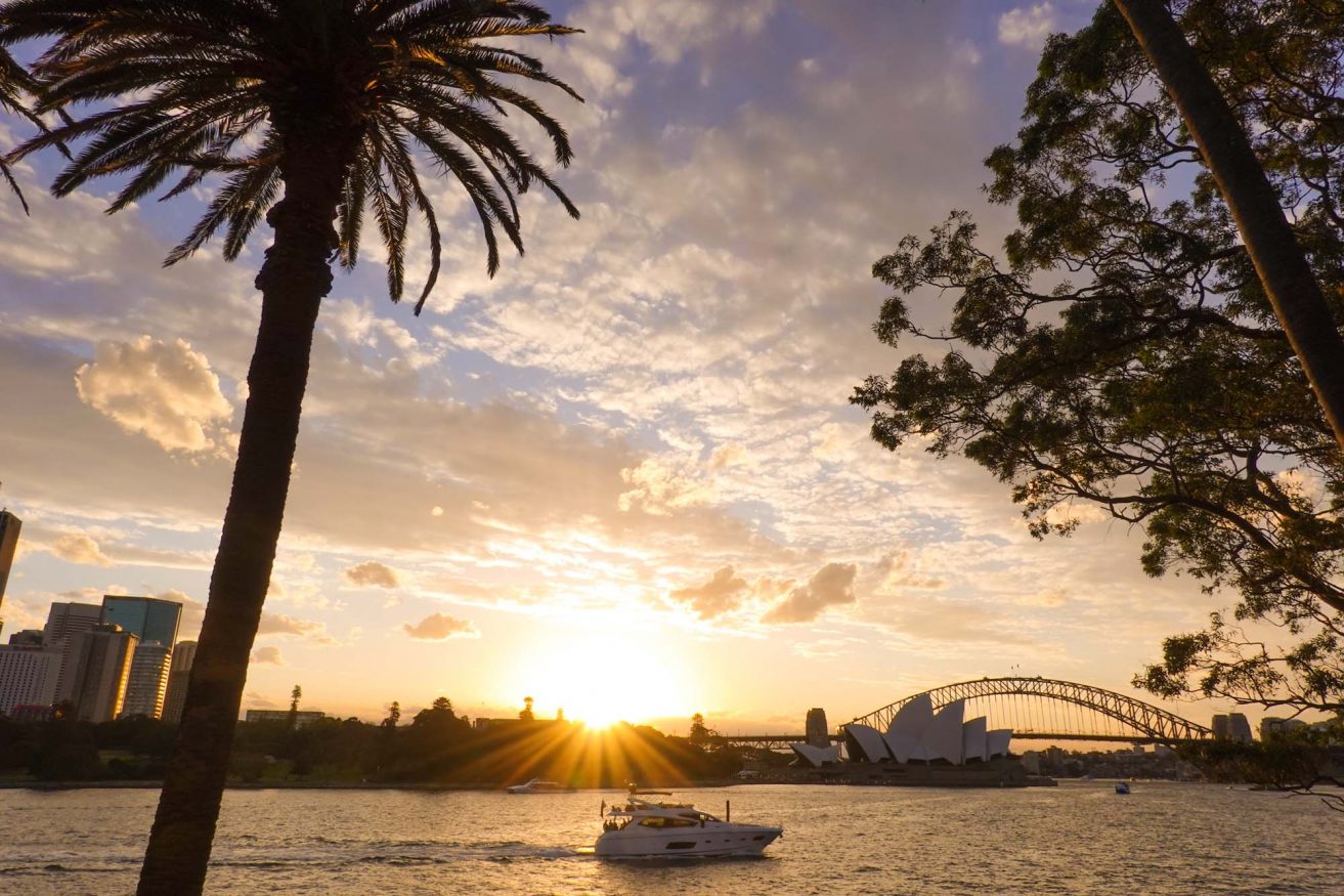 backpacking Australia - palm trees